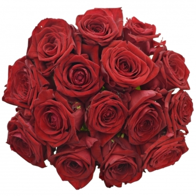 Kytice 15 červených růží RED NAOMI! 90 cm