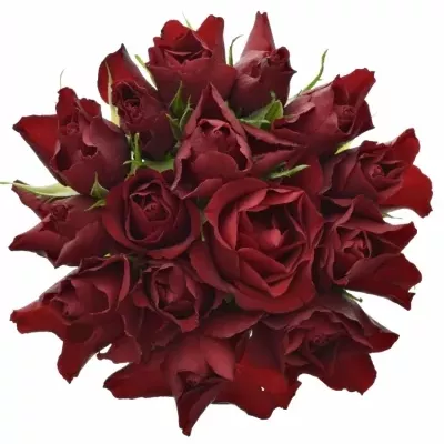 Kytice 15 rudých růží RED TIFFANY 60cm