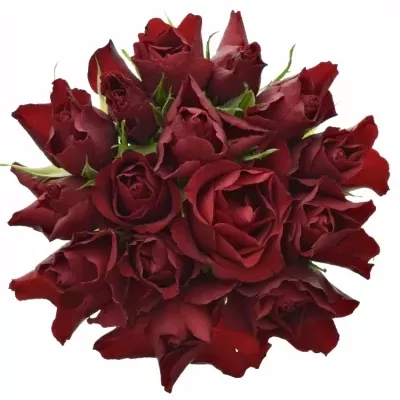 Kytice 15 rudých růží RED TIFFANY 35 cm