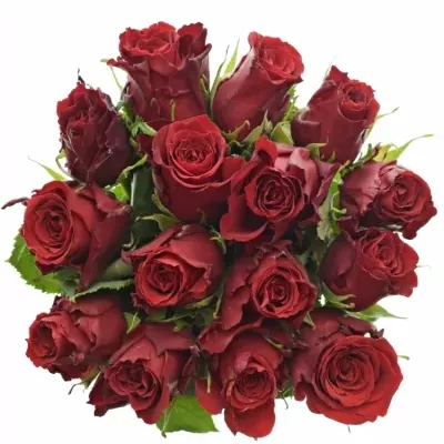 Kytice 15 rudých růží RED TORCH 70cm