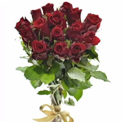 Kytice 15 rudých růží RED TORCH 40cm