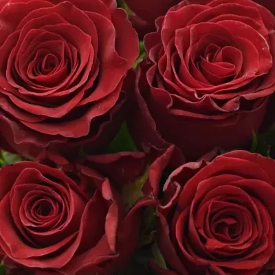 Kytice 15 rudých růží RHODOS