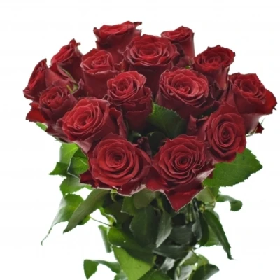 Kytice 15 rudých růží RHODOS