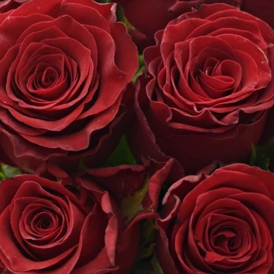 Kytice 15 rudých růží RHODOS