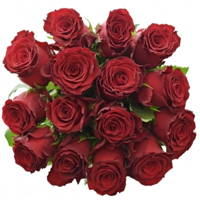 Jednodruhová kytice 15 červených růží RHODOS 60 cm