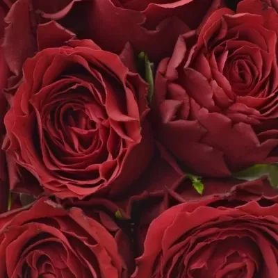 Kytice 15 rudých růží UPPER CLASS 40cm 