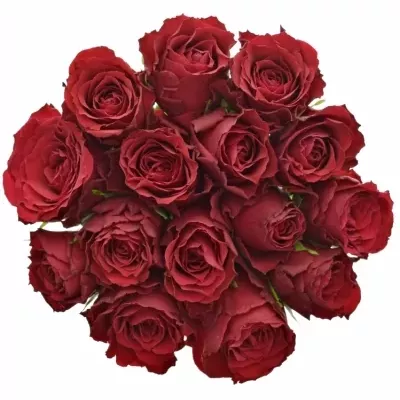 Kytice 15 rudých růží UPPER CLASS 50cm 
