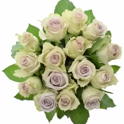 Kytice 15 fialových růží MORNING DEW! 40cm