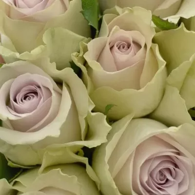Kytica 15 ruží AIRLA 50cm