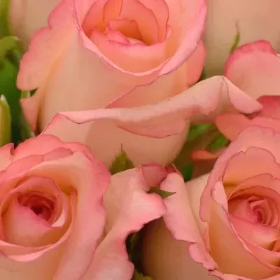 Kytice 15 růží DUO UNIQUE 40cm