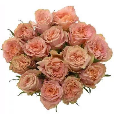 Kytica 15 ruží LOVE PEARL 50cm
