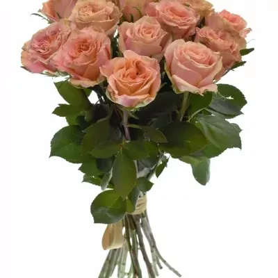 Kytice 15 růží LOVE PEARL 50cm