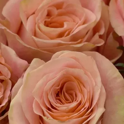 Kytice 15 růží LOVE PEARL 50cm