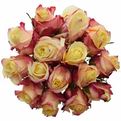 Kytica 15 růžovožlutých ruží RIGOLETTO 50cm