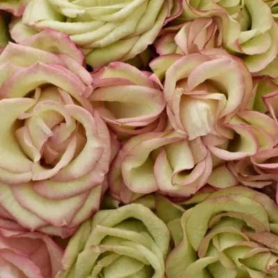 Kytice 15 růžových růží  CAROUSEL ILLUSION 50cm