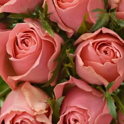 Kytice 15 růžových růží ACE PINK 50cm