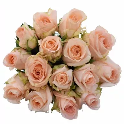Kytice 15 růžových růží ALINA 50cm