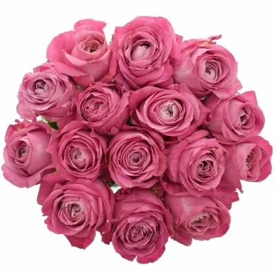Kytice 15 růžových růží ALL 4 LOVE+ 40cm