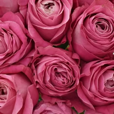 Kytice 15 růžových růží ALL 4 LOVE+