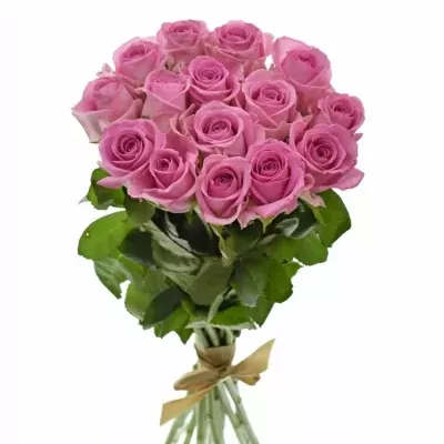 Kytice 15 růžových růží AQUA 55cm