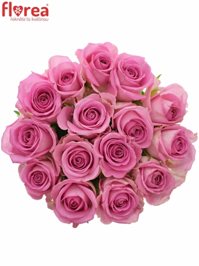 Kytice 15 růžových růží AQUA 60cm