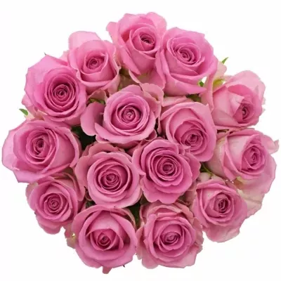 Jednodruhová kytice 15 růžových růží AQUA 55 cm