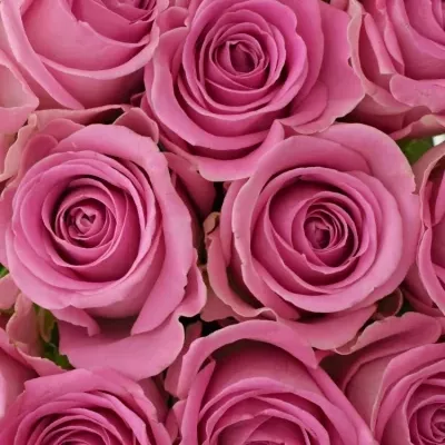 Kytice 15 růžových růží AQUA 55cm