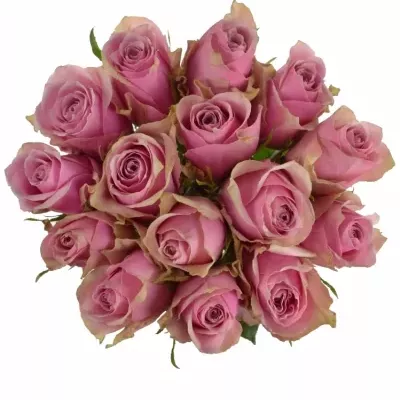 Kytice 15 růžových růží ATHENA ROYALE