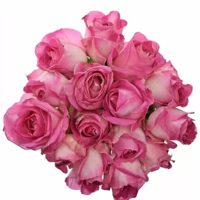 Kytice 15 růžových růží AVALANCHE CANDY+ 40cm