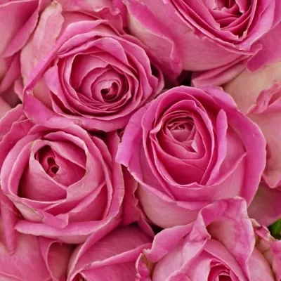 Kytice 15 růžových růží AVALANCHE CANDY+ 60cm