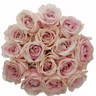 Kytice 15 růžových růží AVALANCHE PINK+ 50cm