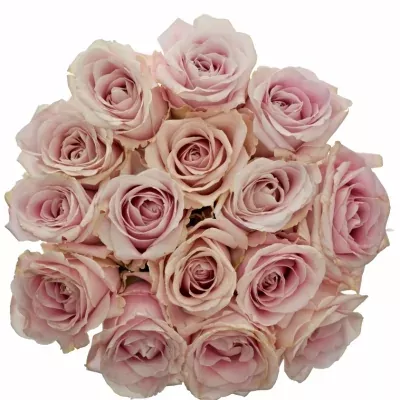 Kytica 15 ružových ruží AVALANCHE PINK + 60cm