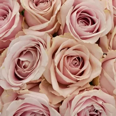 Kytice 15 růžových růží AVALANCHE PINK+ 60cm