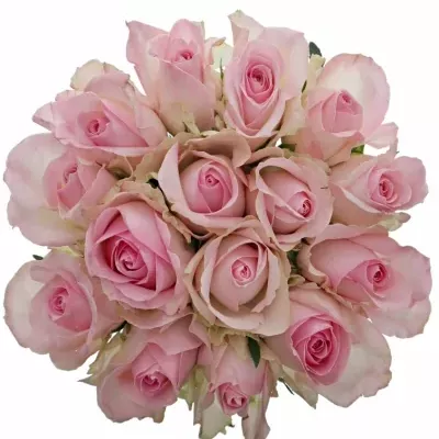 Kytice 15 růžových růží AVALANCHE SORBET+ 50cm