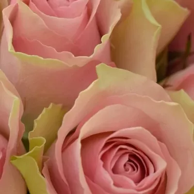 Kytice 15 růžových růží BELLE ROSE 50cm 