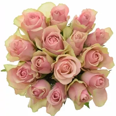 Jednodruhová kytice 15 růžových růží BELLE ROSE 50 cm