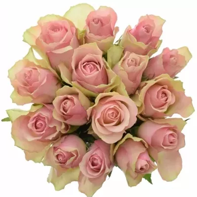 Kytice 15 růžových růží BELLE ROSE 50cm 