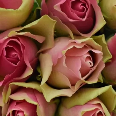 Kytice 15 růžových růží BELLEVUE 40cm