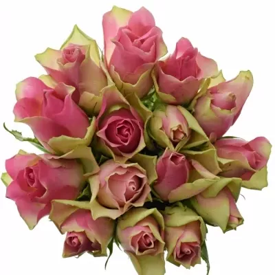 Kytice 15 růžových růží BELLEVUE 40cm