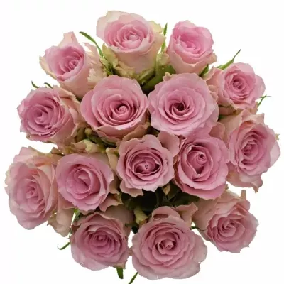 Kytice 15 růžových růží BISOU 40cm 