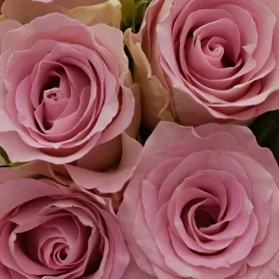 Kytice 15 růžových růží BISOU 50cm 