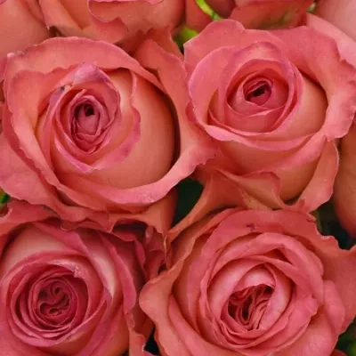 Kytice 15 růžových růží BRENDT 50cm