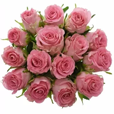 Kytice 15 růžových růží CANDACY+