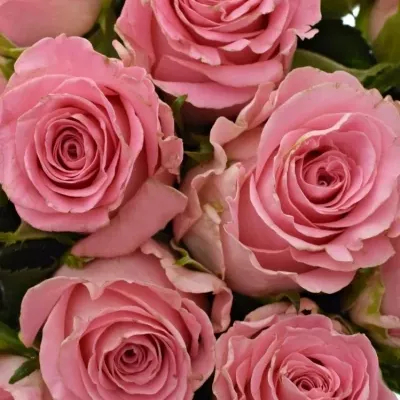 Kytice 15 růžových růží CANDACY+