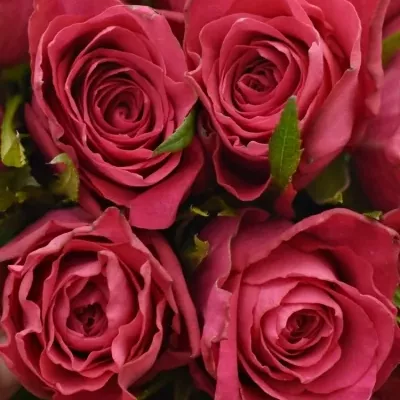 Kytice 15 růžových růží CANDIDATE!