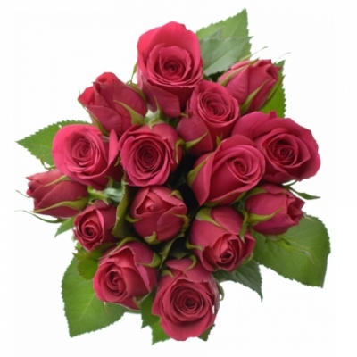 Kytice 15 růžových růží CERISE SUCCESS 55 cm
