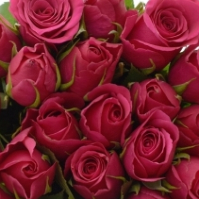Kytice 15 růžových růží CERISE SUCCESS