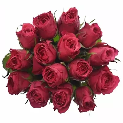 Kytice 15 růžových růží CHERRY O! 60cm