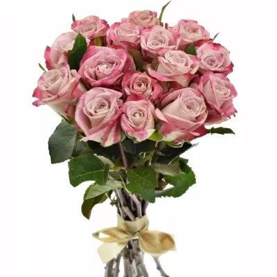 Kytice 15 růžových růží CLASSY ALISON