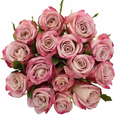 Jednodruhová kytice 15 růžových růží CLASSY ALISON 60 cm